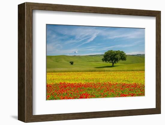 Tuscan field-Marco Carmassi-Framed Photographic Print