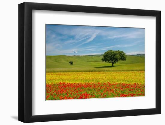 Tuscan field-Marco Carmassi-Framed Photographic Print