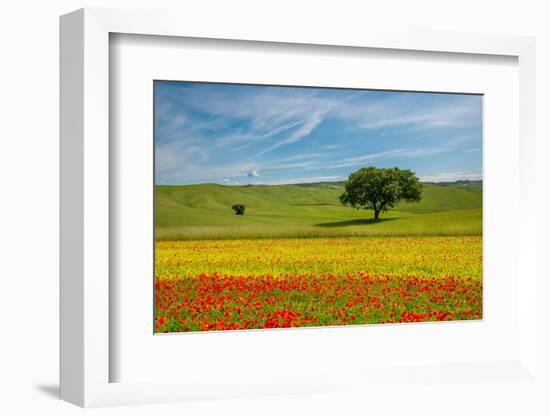 Tuscan field-Marco Carmassi-Framed Photographic Print