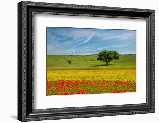 Tuscan field-Marco Carmassi-Framed Photographic Print