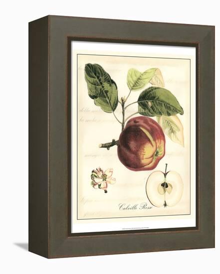 Tuscan Fruits I-Vision Studio-Framed Stretched Canvas