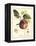 Tuscan Fruits I-Vision Studio-Framed Stretched Canvas