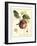 Tuscan Fruits I-Vision Studio-Framed Art Print