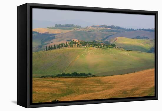 Tuscan Hill Sheep-Robert Goldwitz-Framed Premier Image Canvas