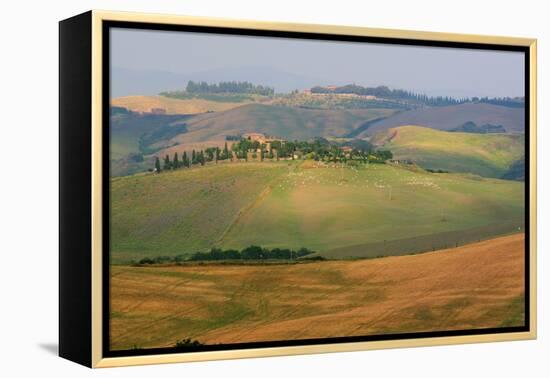 Tuscan Hill Sheep-Robert Goldwitz-Framed Premier Image Canvas