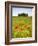 Tuscan Landscape, Tuscany, Italy-Doug Pearson-Framed Photographic Print