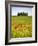 Tuscan Landscape, Tuscany, Italy-Doug Pearson-Framed Photographic Print