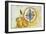 Tuscan Pears-Smith Haynes-Framed Art Print