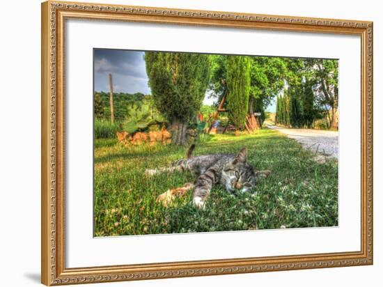 Tuscan Sleepy Cat-Robert Goldwitz-Framed Photographic Print