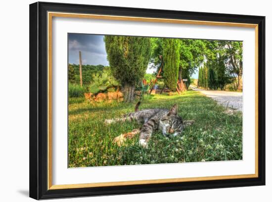 Tuscan Sleepy Cat-Robert Goldwitz-Framed Photographic Print