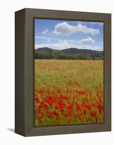 Tuscan Summer-Doug Chinnery-Framed Premier Image Canvas