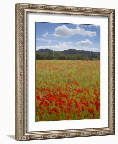 Tuscan Summer-Doug Chinnery-Framed Photographic Print