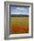 Tuscan Summer-Doug Chinnery-Framed Photographic Print