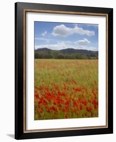 Tuscan Summer-Doug Chinnery-Framed Photographic Print