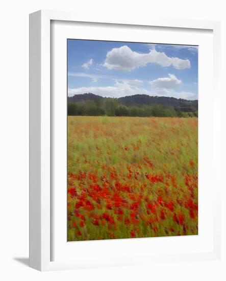 Tuscan Summer-Doug Chinnery-Framed Photographic Print