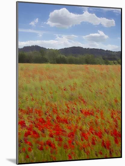 Tuscan Summer-Doug Chinnery-Mounted Photographic Print