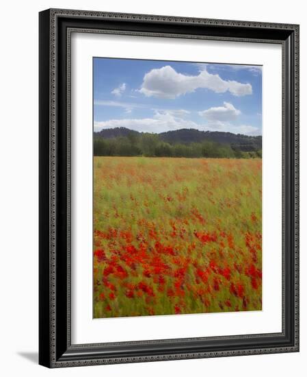 Tuscan Summer-Doug Chinnery-Framed Photographic Print