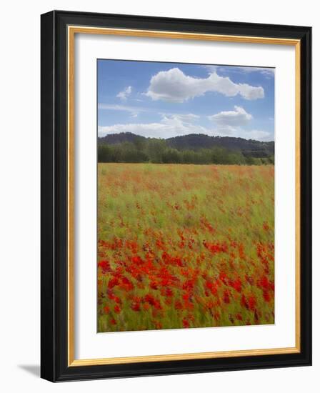 Tuscan Summer-Doug Chinnery-Framed Photographic Print