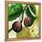 Tuscan Sun Figs-Jennifer Garant-Framed Premier Image Canvas