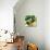 Tuscan Sun Figs-Jennifer Garant-Premium Giclee Print displayed on a wall