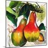 Tuscan Sun Pears-Jennifer Garant-Mounted Giclee Print