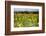 Tuscan Sunflowers-George Oze-Framed Photographic Print