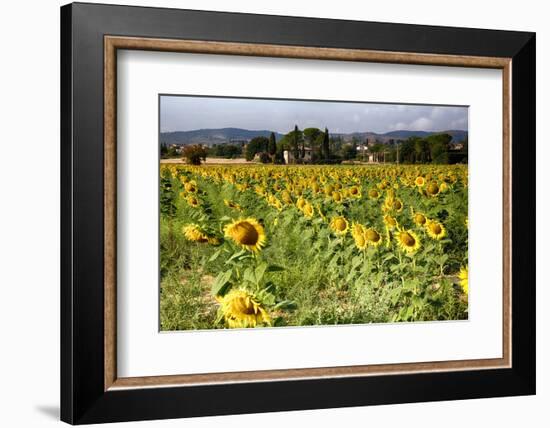 Tuscan Sunflowers-George Oze-Framed Photographic Print