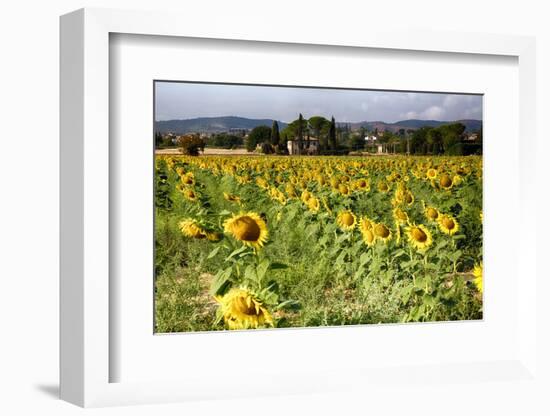 Tuscan Sunflowers-George Oze-Framed Photographic Print