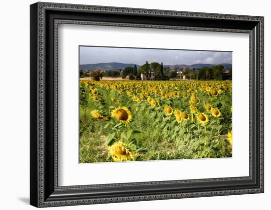 Tuscan Sunflowers-George Oze-Framed Photographic Print