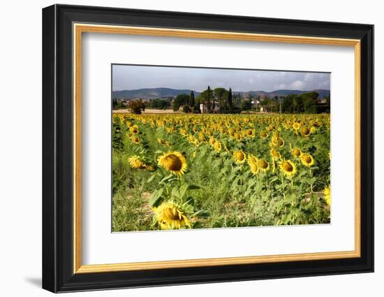 Tuscan Sunflowers-George Oze-Framed Photographic Print