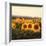 Tuscan Sunflowers-Amy Melious-Framed Art Print