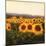 Tuscan Sunflowers-Amy Melious-Mounted Art Print