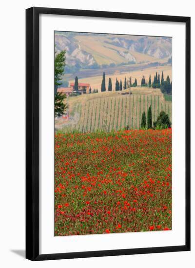 Tuscan Vertical Poppies-Robert Goldwitz-Framed Photographic Print