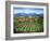 Tuscan Vineyard and Abbey-Marilyn Dunlap-Framed Art Print