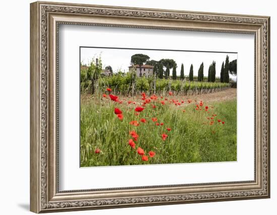 Tuscany, Italy. Red Poppy-Tom Norring-Framed Photographic Print