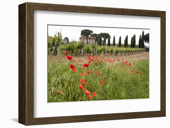 Tuscany, Italy. Red Poppy-Tom Norring-Framed Photographic Print