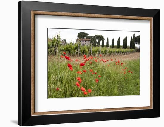 Tuscany, Italy. Red Poppy-Tom Norring-Framed Photographic Print