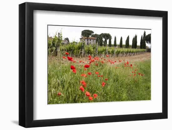 Tuscany, Italy. Red Poppy-Tom Norring-Framed Photographic Print