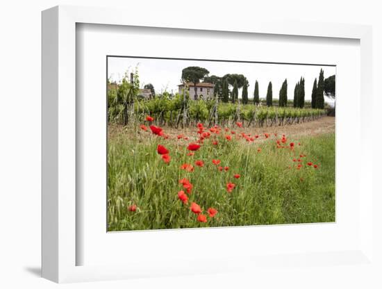 Tuscany, Italy. Red Poppy-Tom Norring-Framed Photographic Print