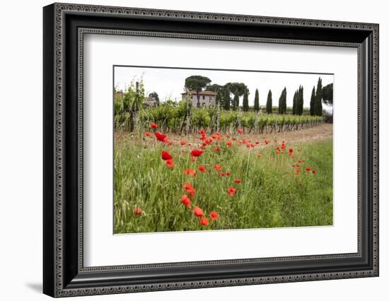 Tuscany, Italy. Red Poppy-Tom Norring-Framed Photographic Print