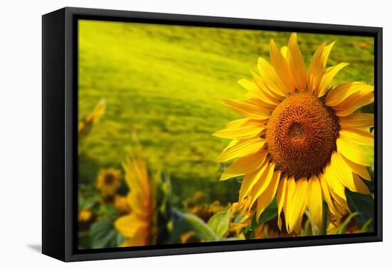 Tuscany Sunflowers-ZoomTeam-Framed Premier Image Canvas