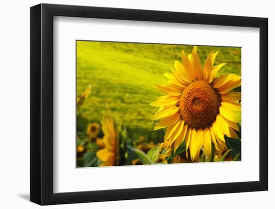 Tuscany Sunflowers-ZoomTeam-Framed Photographic Print