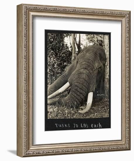 Tusks 70 Lbs Each, c.1930-null-Framed Giclee Print