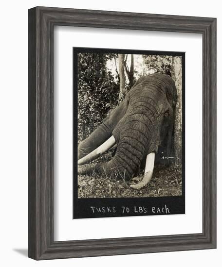 Tusks 70 Lbs Each, c.1930-null-Framed Giclee Print