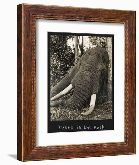 Tusks 70 Lbs Each, c.1930-null-Framed Giclee Print