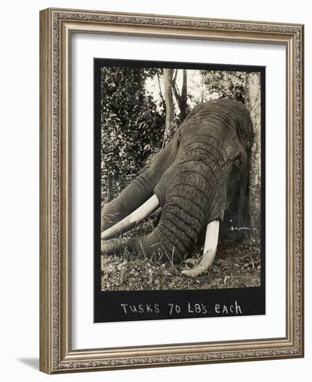 Tusks 70 Lbs Each, c.1930-null-Framed Giclee Print