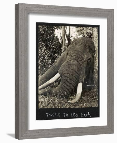 Tusks 70 Lbs Each, c.1930-null-Framed Giclee Print