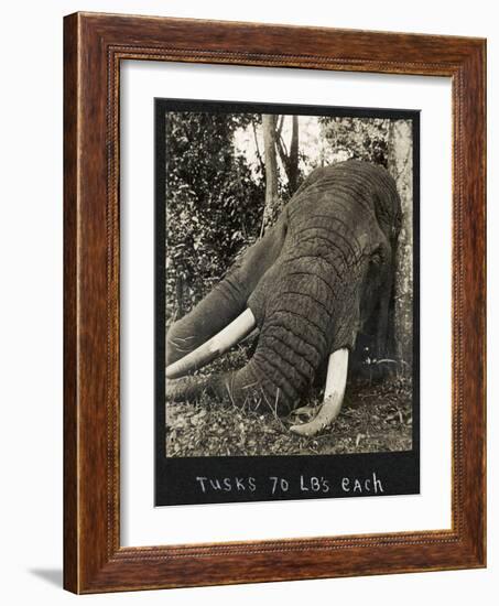 Tusks 70 Lbs Each, c.1930-null-Framed Giclee Print