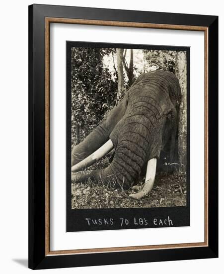 Tusks 70 Lbs Each, c.1930-null-Framed Giclee Print