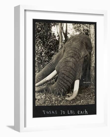 Tusks 70 Lbs Each, c.1930-null-Framed Giclee Print